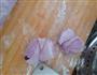 紫薯蜜豆包的做法图解11