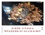肉末烧海参的做法图解4