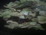 蓝瘦香菇的做法图解7