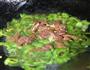 香菇粉炒肉片凉瓜的做法图解7
