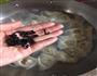 猪肉香菇馄饨的做法图解9