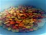 薯仔焖饭的做法图解3
