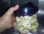 可乐瓶种绿豆芽的做法图解8
