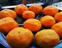 自制柿饼的做法图解3