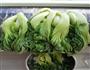 腌酸菜的做法图解2