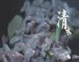 益气牛尾汤-汤店的做法图解12
