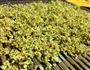 月宫的味道-自制桂花蜜的做法图解5