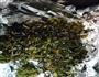 茶香虾的做法图解3