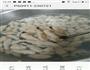 纯手工瘦肉丸的做法图解5