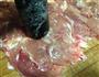 鸡肉蔬菜卷的做法图解4