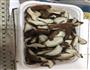 香菇炒肉的做法图解1