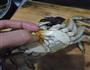 爆炒香辣醉蟹的做法图解5