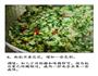 杭白天目笋的做法图解6