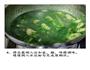 荠菜茨菰的做法图解6
