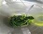 菠菜汁金枪鱼蔬菜面的做法图解3