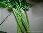 鱿鱼芹菜一炮而红的做法图解3