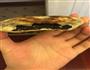 芝麻饼的做法图解7