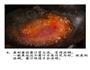 圆鼓鼓的元宝虾的做法图解5