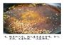 醋鱼的做法图解6