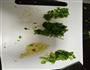 土豆茄子炖豆角的做法图解1