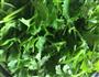 素炒鲜花生的做法图解3