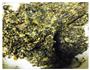 梅干菜饼的做法图解6