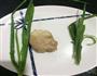 糖醋小河虾的做法图解1