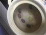 莲子猪肚鸡的做法图解7