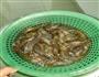 电饭锅蒜蓉虾的做法图解1