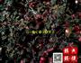 玫瑰酱的做法图解8