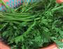 蒜炒皇帝菜的做法图解1