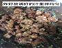 糖醋荔枝肉的做法图解5