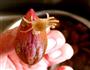 珍珠丁拌香芹的做法图解2