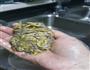 鸡丝鱼茸蕉蕾粥的做法图解4