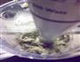 苔条芋艿饼的做法图解3