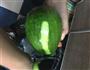 南瓜牛肉丝的做法图解4