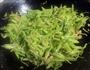 千丝万缕的芸豆的做法图解10