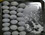 紫薯/奶黄水晶糕的做法图解6