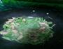 水芹炒肉片的做法图解3