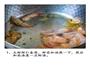 填塞洋葱的做法图解2
