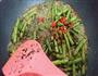 干煸榄菜四季豆-10分钟快手菜的做法图解10