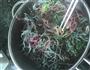 凉拌海藻珍菜的做法图解2
