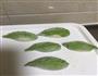 翡翠白玉水饺的做法图解7
