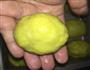 黄米糕-玫瑰、桂花、豆沙的做法图解17