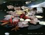 萝卜烧牛肉的做法图解3
