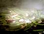 蒜蓉豆角炒鲜菇的做法图解4