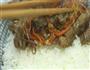 日式牛丼饭的做法图解14