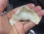 立冬饺子的做法图解9