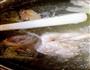 滋补羊肉烩面-苏苏家的做法图解1