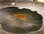简单易学羊肉抓饭的做法图解4